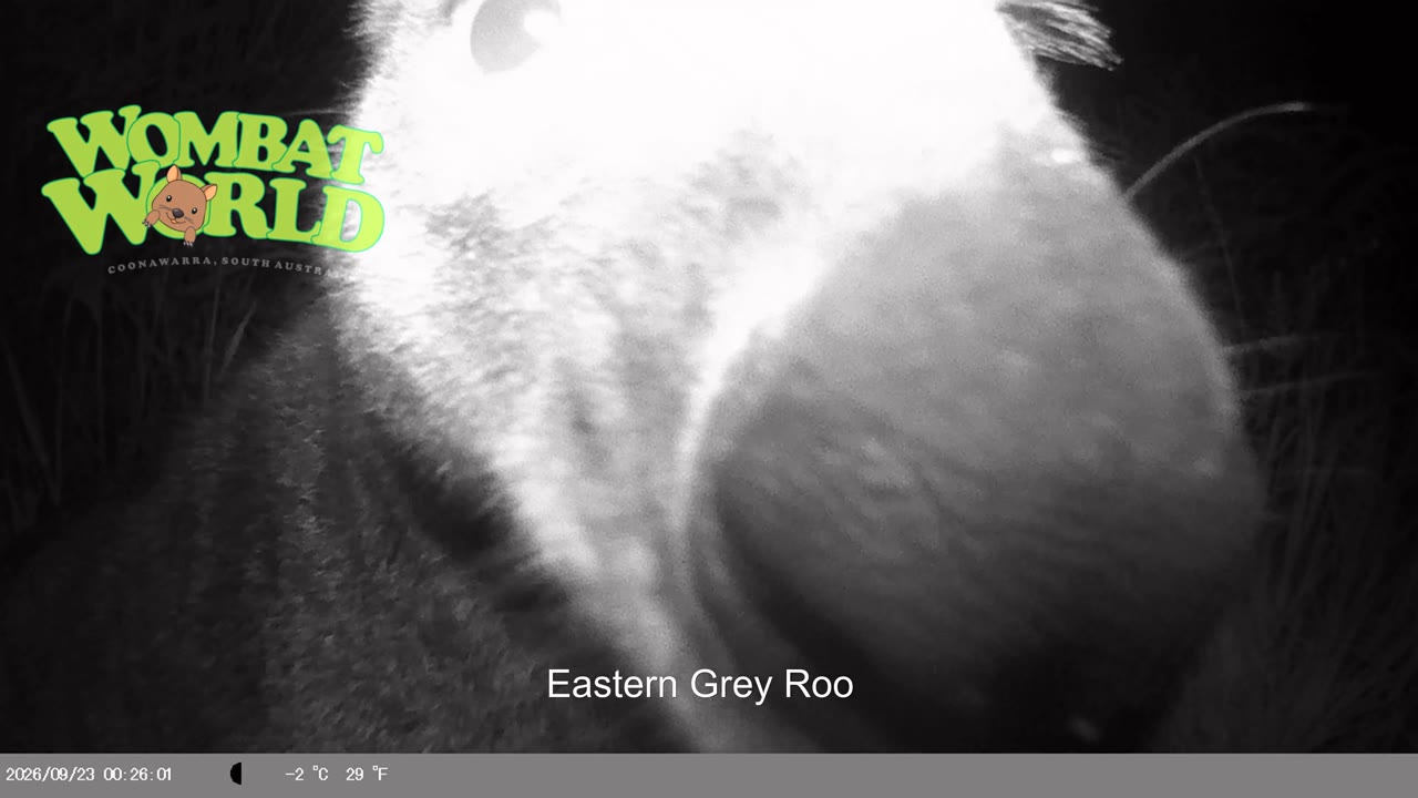 IMAG0031_mangey_neck_good_roo_face_YouTube_4K.mp4