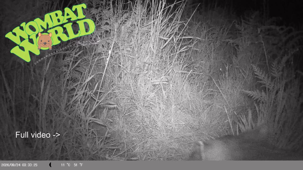 IMAG0037_wombat_walking away_YouTube_4K.mp4