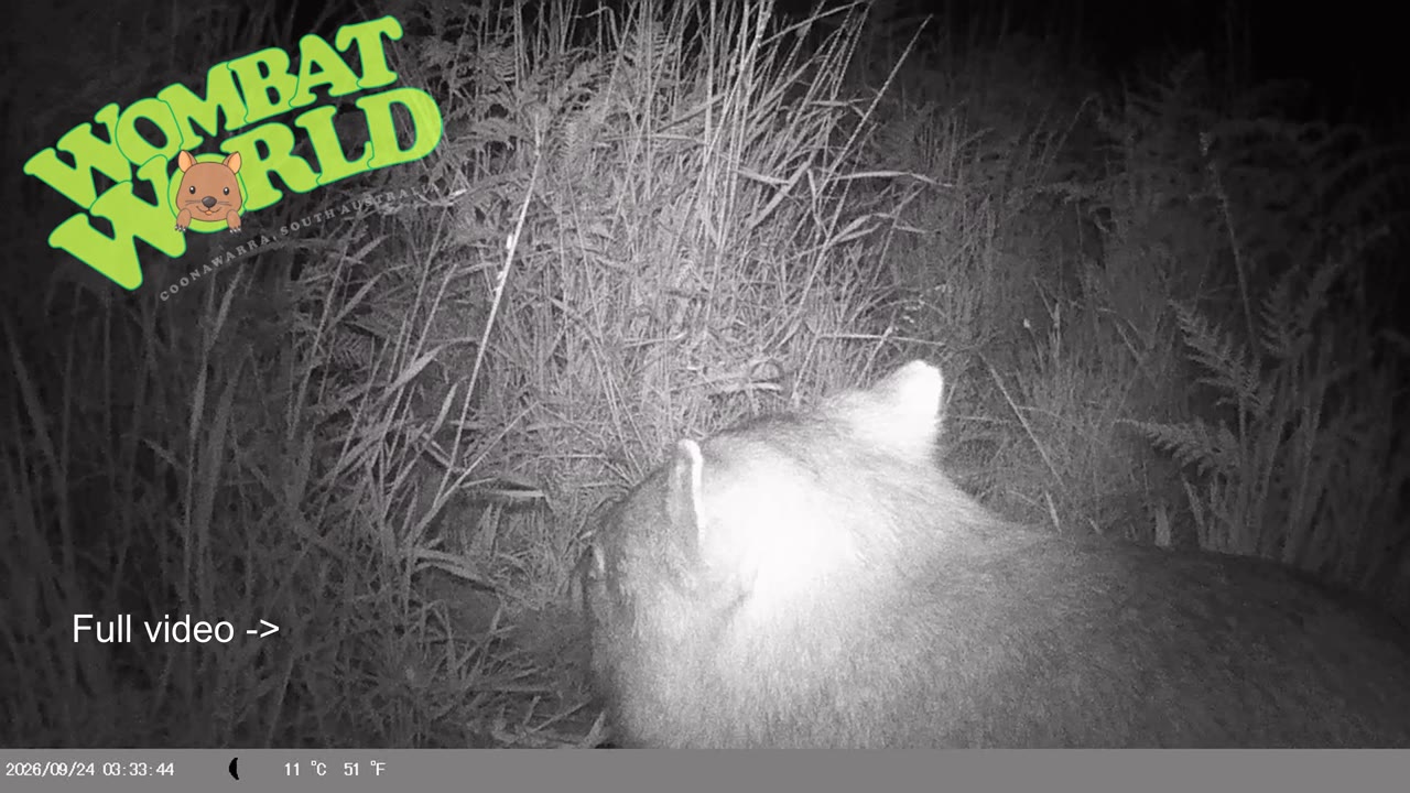 IMAG0038_wombat_cautious_YouTube_4K.mp4