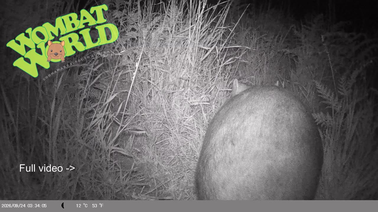 IMAG0039_wombat_walking_away2_YouTube_4K.mp4