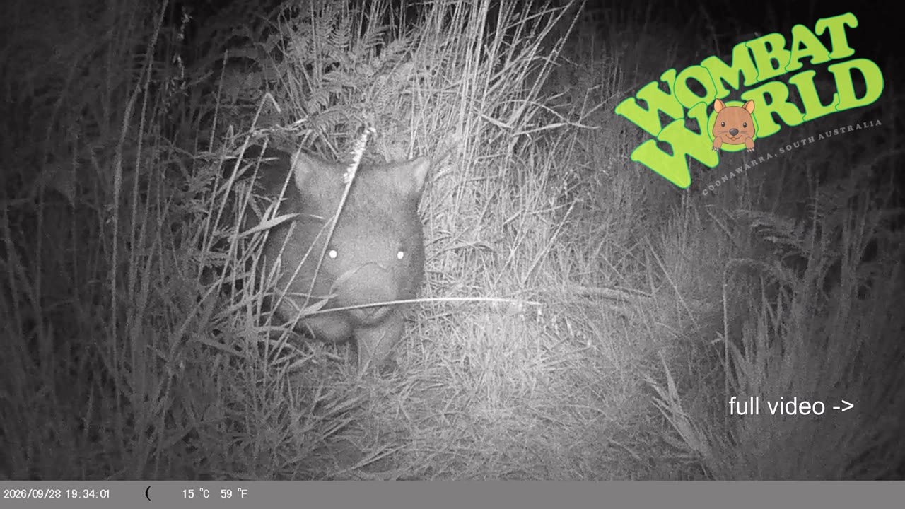 IMAG0054_wombat_face_YouTube_4K.mp4