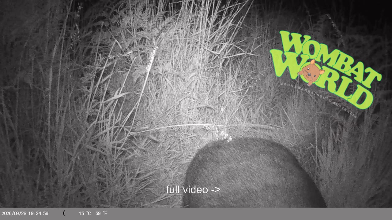 IMAG0057_wombat_butt_YouTube_4K.mp4