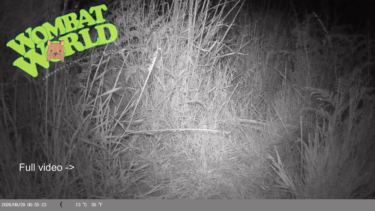 IMAG0058_wombat_whiskers_YouTube_4K.mp4